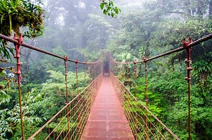 The world's 11 best treetop walkways