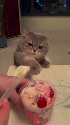 Poor Cat Didn't Get Even a Bite 😢