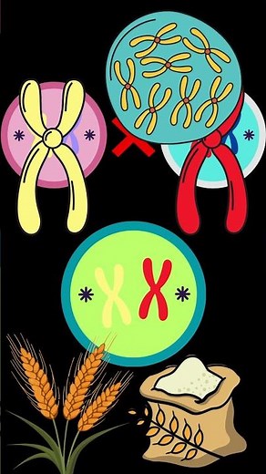 Genetic Basis of Heterosis and Hybrid Vigor #feedshorts #agriculture #plantbreeding #aestheticnotes