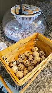 First time using this Incubator! I bought this online and trying to hatch some quail eggs 🪺 #hatchingeggs #incubator #fypシ゚ #fbreelsvideo #followers #adsonreels #quail | My lovely Animals