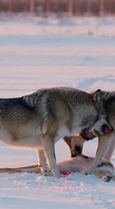 A wolverine successfully hunts a reindeer calf in the frozen tundra, but three hungry wolves have other plans 🐺❄️ Nature's most brutal theft caught on camera! | Instant Karma in Nature