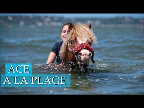 PREMIÈRE PLAGE POUR ACE - Découverte