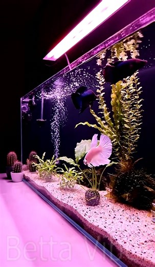 The betta fish enjoy them life in fish tank