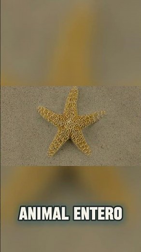 Estrellas marinas: ¿cabezas ambulantes? (Equinodermos)