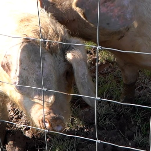 Cornhill Pigs Square