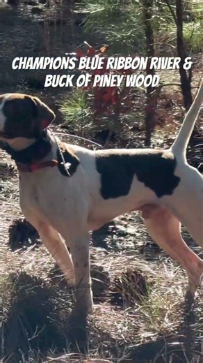 Champion English Pointer! #huntingdog #englishpointer #championdogs #champions