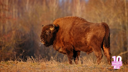 I saw a bison holding its ground calmly