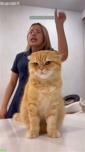 Funny Cat 😼 kitten meowing cute 🐱 # Episode 7260