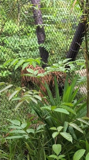Malayan Tiger roaring loudly @ Rainforest Wild Asia