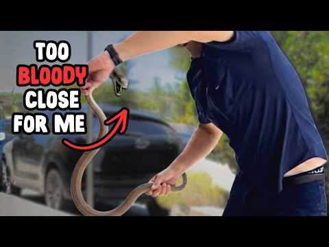 HIGHLY VENOMOUS Snake Inside an Electrical Box