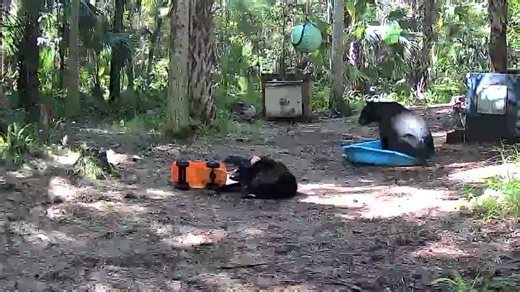 Mama Bear and Cub Find New Toy
