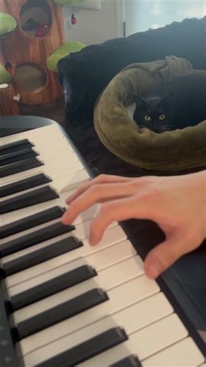 playing cod zombies for my cat