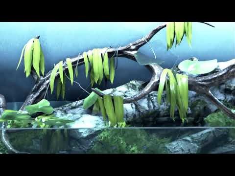 Hello World Live Stream