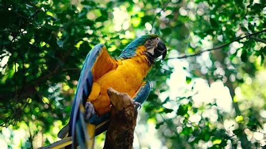 The South African Animal Sanctuary Alliance Part 7 | Africa Showcase