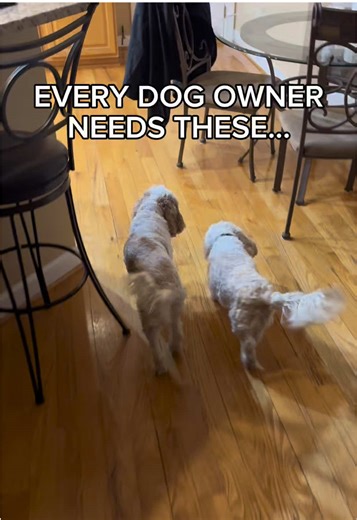 Stylish Dog Collars That Stand Out