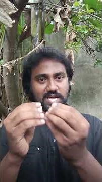 கடற்கரையில் வாழும் மிகப்பெரிய புழு!Australian beech worm. #naturelovers #wildlife #worm #beachworm