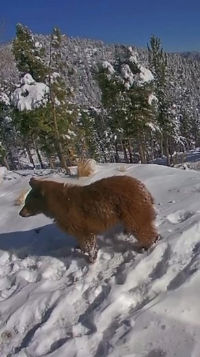Bear Attack!! 🤣 #bears #bearcountry #wildlife #mountainliving #mountainlife | David Northrup