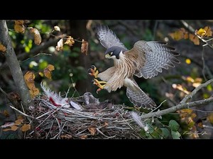 25 Ruthless Falcon Hunts Captured on Camera
