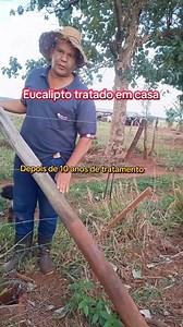 Tratamento caseiro de madeira! #eucalipto #madeira #cerca #fazenda #sitio | Antonio Marcos Ferreira