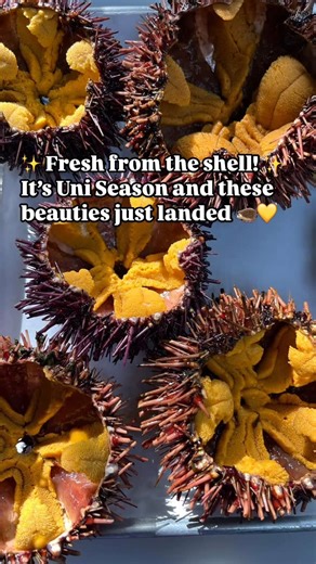Seattle Fish Guys on Instagram: "✨ Fresh Uni Just In! ✨ Straight from the cold PNW waters — this buttery, ocean-sweet delicacy is here and ready for you! 🦔💛 Whether you love it straight from the shell or perfectly cleaned and ready to serve… we’ve got you covered. 💥 Special Pricing: 👉 $11.99/lb whole 👉 $16.99 each, cleaned Available now while supplies last! 📍 Seattle Fish Guys #SeattleFishGuys #FreshUni #SeaUrchin #PNWSeafood #UniSeason #SeafoodLovers #SFGSpecials #EatLocal"