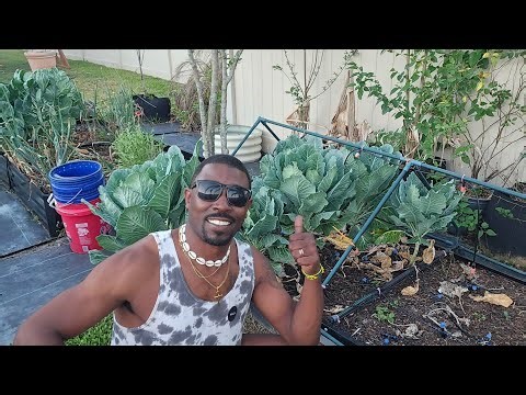 Gardening with Bae! Garden Clean-up, Installing New Raised Beds and Harvesting Southern Collards🥬