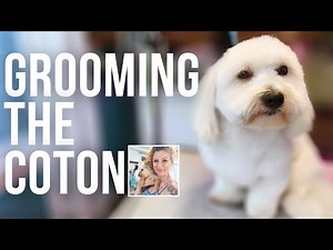 Coton de Tulear Full Groom (for Mr Blue)
