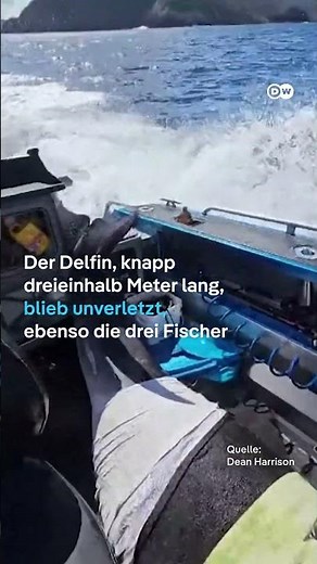 400kg Delfin springt auf Fischerboot und wird nach Stunden gerettet | DW Nachrichten