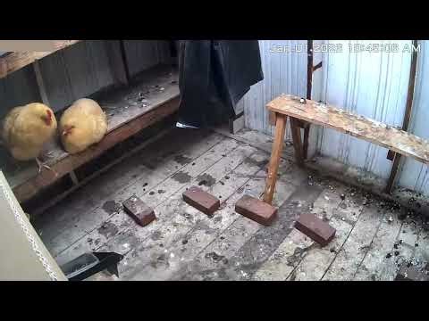 stay tuned🖼️rain in the morning🏡chicken coop🐓Buff Orpington nineteen months old hens🐓early-January🌧️