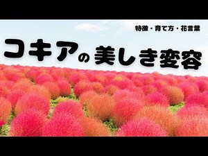 The Beautiful Transformation of Kochia: Features, Care Tips, Language of Flowers, Origins of the ...
