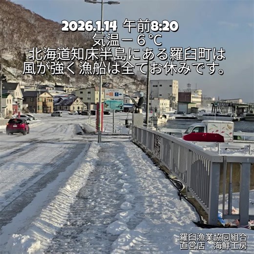羅臼漁協 直営店 海鮮工房 on Instagram: "2026.1.14 午前８時２０分 気温－６℃ 本日の北海道知床半島にある羅臼町は非常に風が強く、、漁船は全て休漁しています。 また、強い風のため気温以上に寒く感じます。 この時期の羅臼町では、スケトウダラ漁が中心となりまして、その卵はタラコや辛子明太子の原料として使用されています。（海鮮工房で販売しているタラコは全て羅臼産です。） ＊現在は品切れとなっておりますので、入荷までしばらくお待ちください。 これから羅臼には流氷が来る季節となります（地球温暖化の影響はありますが多分来るはず・・・）。それに合わせオオワシやオジロワシなども沢山飛来しますので、是非羅臼までいらしてください。 https://www.jf-rausu.shop/ January 14, 2026 – 8:20 AM – Temperature: -6°C Today in Rausu, located on the Shiretoko Peninsula in Hokkaido, the winds are extremely strong, and all
