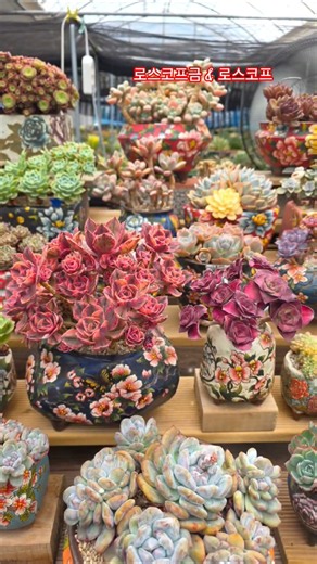 꽃보다 예쁜 내 다육이들 #수피아#로스코프금#로스코프#다육화분 #다육식물 #succulent