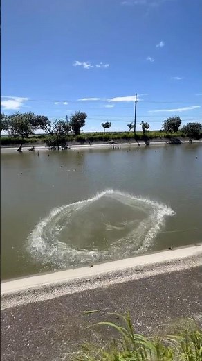Netting Ponyfish in a Rushing River – Epic Catch! 🎣🐟
