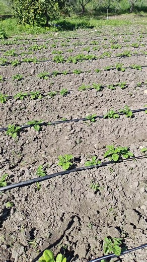 hoy os eseño como van las papitas y al patron podando un rosal drr paa paa #viralvideos #parati #viral #paratiktok #huerto