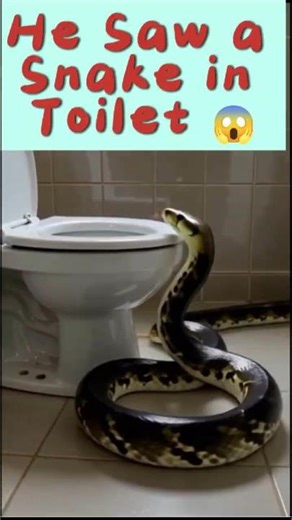 Man Sees Snake in Toilet 😱🚽 | Closes Bathroom All Day 😂 | Funny Short Video