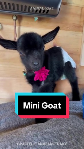 Discover Mini Goat 🐐 a very cute little pet breed 😍