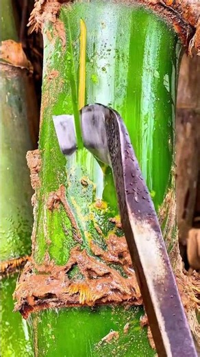 Extremely Satisfying Bamboo Scraping ASMR (No Talking)