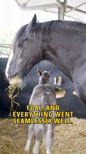 224K views · 6.8K reactions | Our Shire Horse Ruby and her filly foal are in the roundhouse ready to welcome the visitors over half term. Make sure you come along and say hello. | Cannon Hall Farm | Facebook