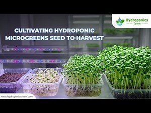 Cultivating Hydroponic Microgreens Seed to Harvest - HydroponicsTown