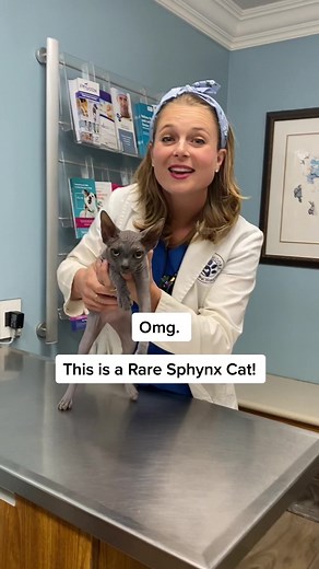 Rare Sphynx Cat - A Unique and Affectionate Feline Companion