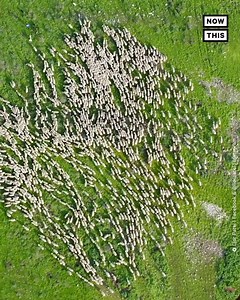 1.7M views · 6.9K reactions | This incredible aerial drone video shows how a group of 1,000+ sheep move in unison from pasture to pasture. The videographer captured footage of the herd over several months.  : https://m.facebook.com/lior.patel | NowThis | Facebook