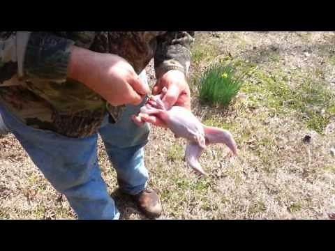 How to Clean a Squirrel in Under 90 seconds