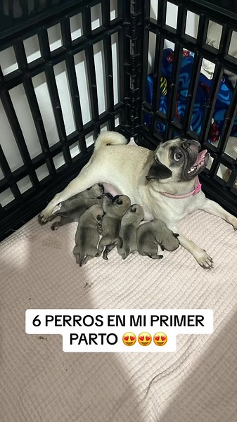 Criando pugs: cuidado y alimentación de cachorros
