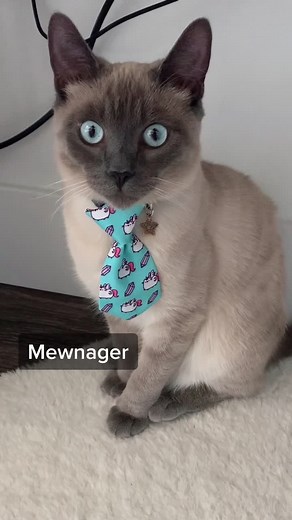 #managersbelike it’s going to take how long??? It’s going to cost how much??? #fyp #cat #catsoftiktok #funny #slacklife #pet