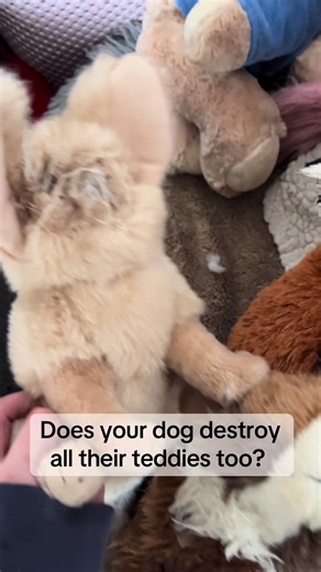 My dogs eat all the faces off their teddies then we have fluff everywhere! One week in and still going strong! 💪 🧸 #fyp #mumsoftiktok #dog #dogmum #dogtoy