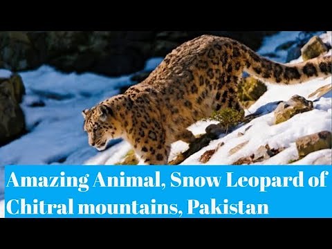 Natural World | Snow Leopard of PAKISTAN | Animal In Danger | Northern Pakistan