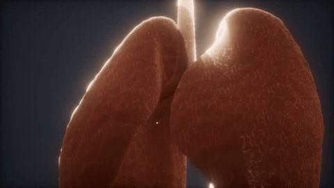 clip-4040415743-3d-animation-human-lungs-showing-respiratory-system