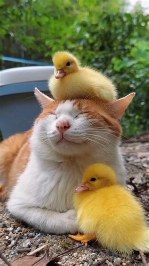 Cat Becomes Mama to Little Ducklings 🐱🦆💛 | #CatAndDucklings