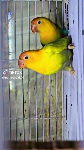 Beauty of Parrot Beak Collection#fypage #parrot #viral #fyp #fyppppppppppppppppppppppp #parrotlove #trending #foryou #foryou #parrotsoftiktok #birds #opaline #foryoupage #viralvideo @KSA AVAIRY