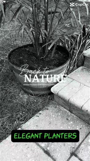 Beautiful barrel planters! #plants #backyarddecor #planters #barrel