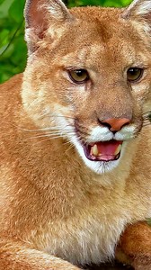90K views · 8.9K reactions | Stunning cougar surveying its territory from a perfect rocky perch! These incredible cats are masters of using high spots to their advantage. Fun Fact: Cougars have special muscles behind their eyes that help them scan large areas without moving their heads - like built-in binoculars! #Cougar #MountainLion #WildlifeFacts #NatureLover #WildCats | Listpull | Facebook
